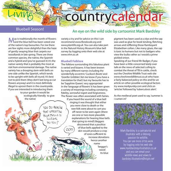 wildlife article on bluebells and badgers. CLICK TO ENLARGE