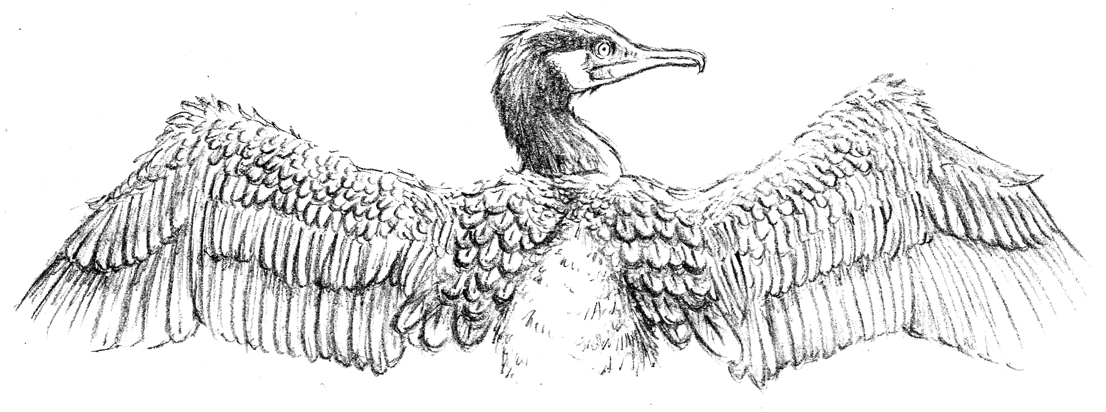 cormorant with outstretched wings, an illustration from the poem, A Tale of Leaves