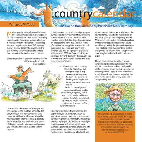 wildlife article on foxes. CLICK TO ENLARGE