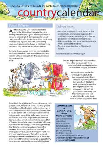 wildlife article on herons. CLICK TO ENLARGE